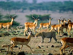 Leopard Among Impalas, Kenya